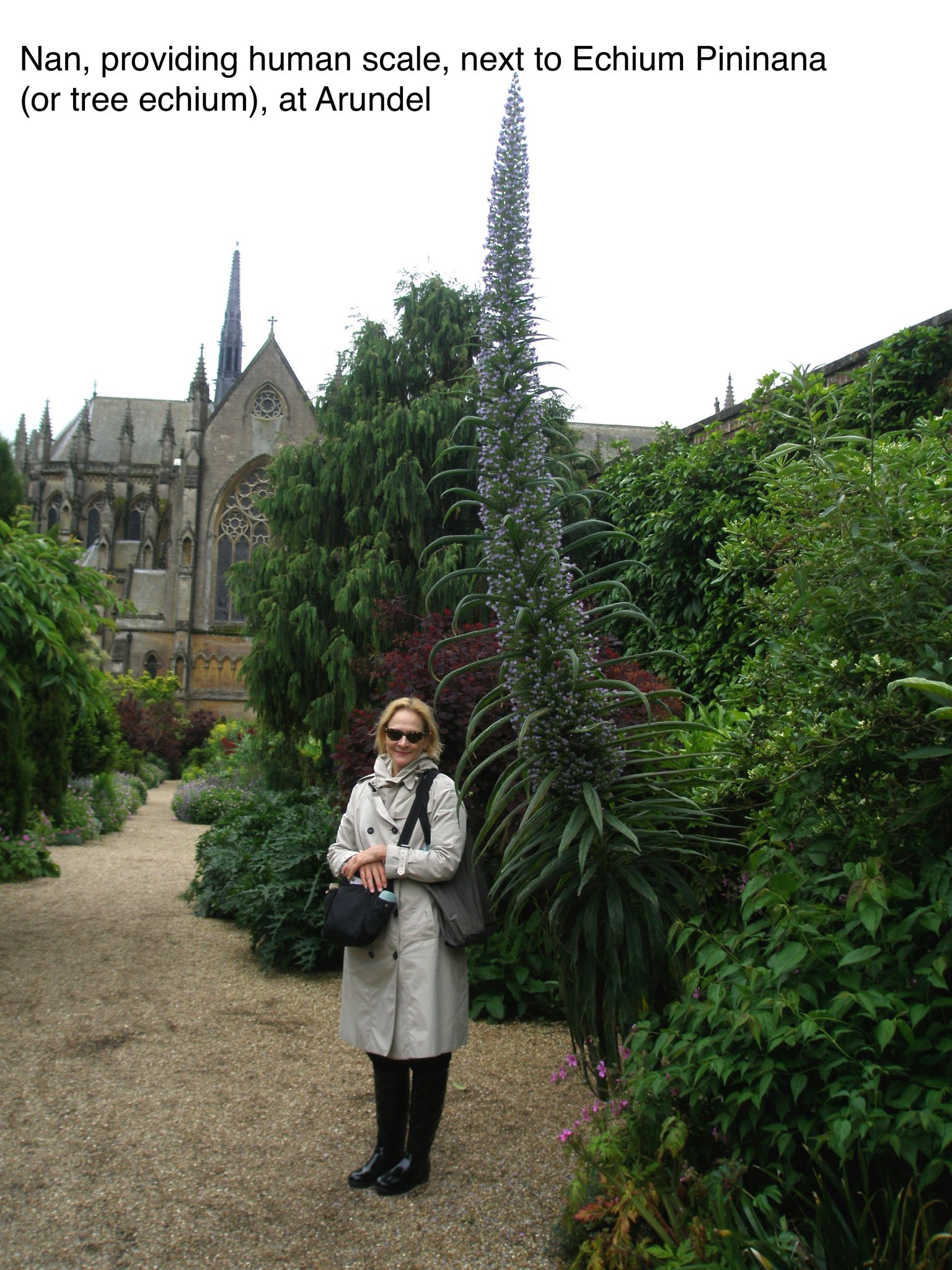 Just to drive home to you the enormity of Tree Echium, which are used for sculptural effect, here I am, to provide human scale.