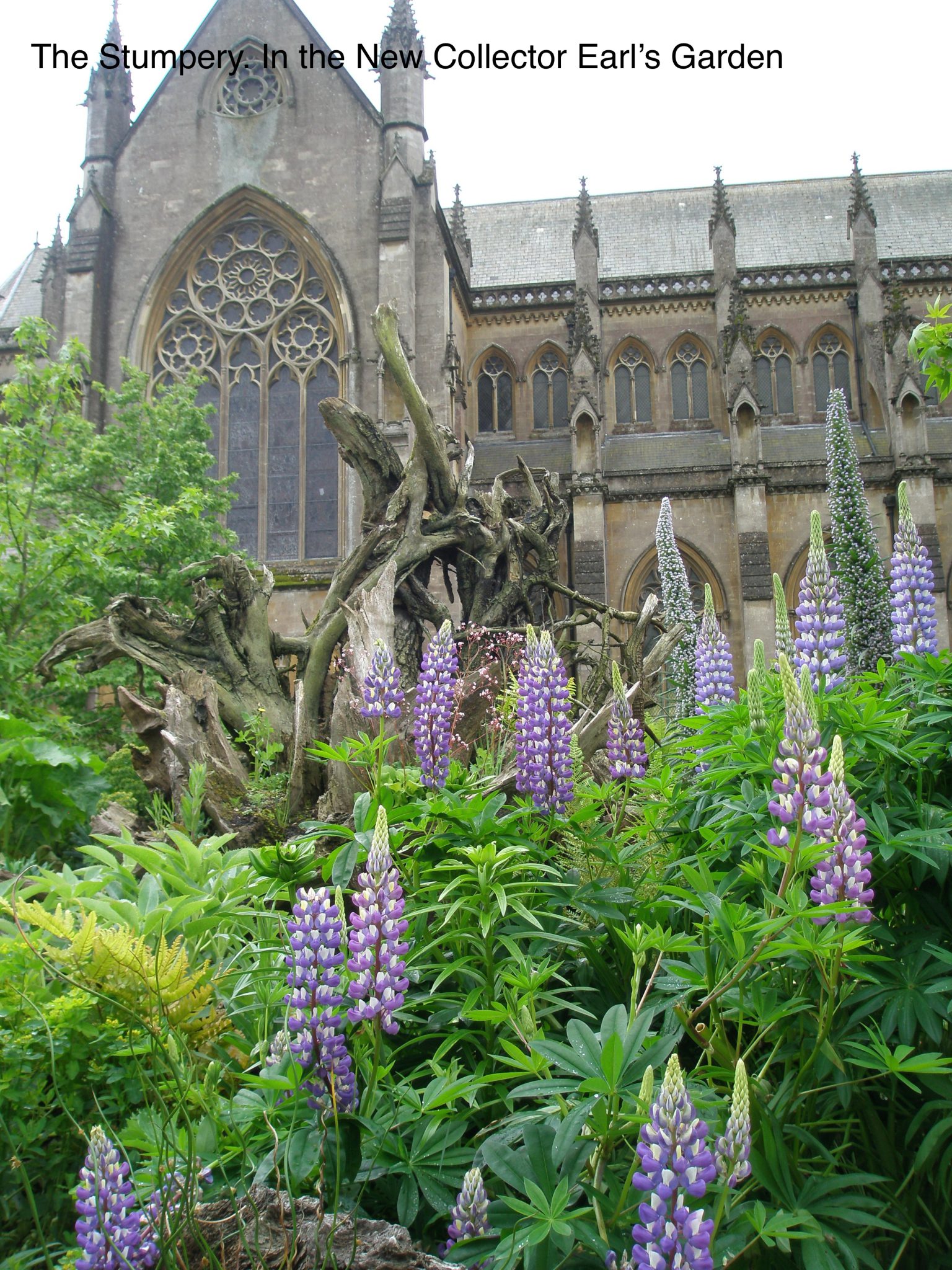 A final look at the Stumpery...and see how the blossoms of the Lupine mimic the shapes and tracery of the Cathedral windows! This is gardening, being practiced at the highest levels.