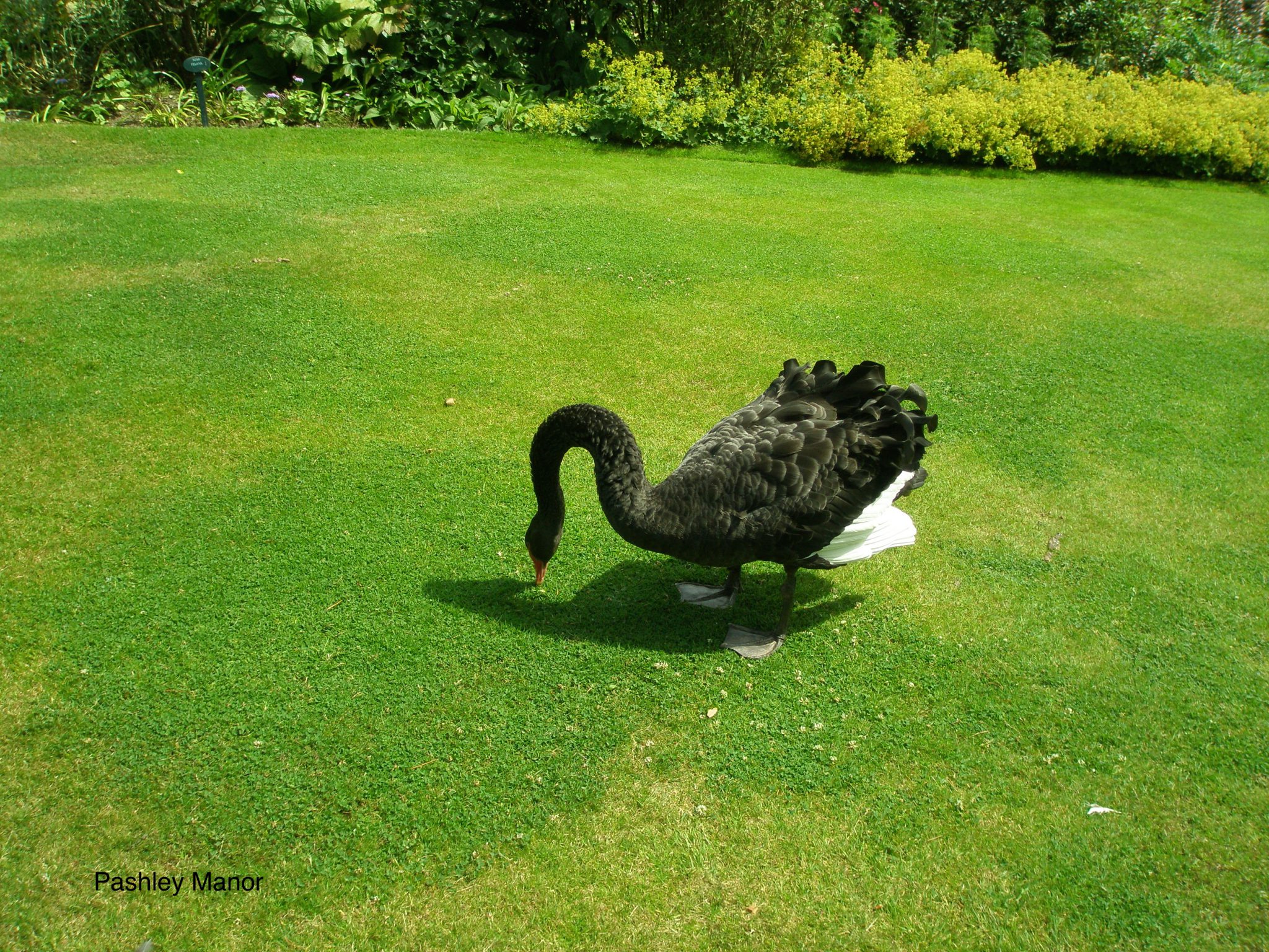 Living Sculpture: a black swan on the lakeside lawn.