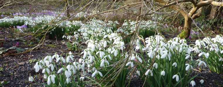 The Bulb Meadow, as spring blossoms arrive: carpets of Snowdrops. Image courtesy of The Garden House.