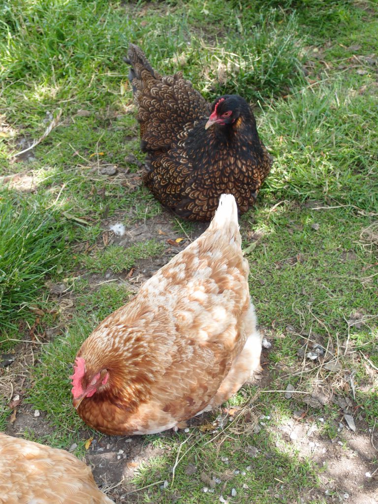 Chickens, rescued from abominable living conditions, now recover in the Kitchen Garden.