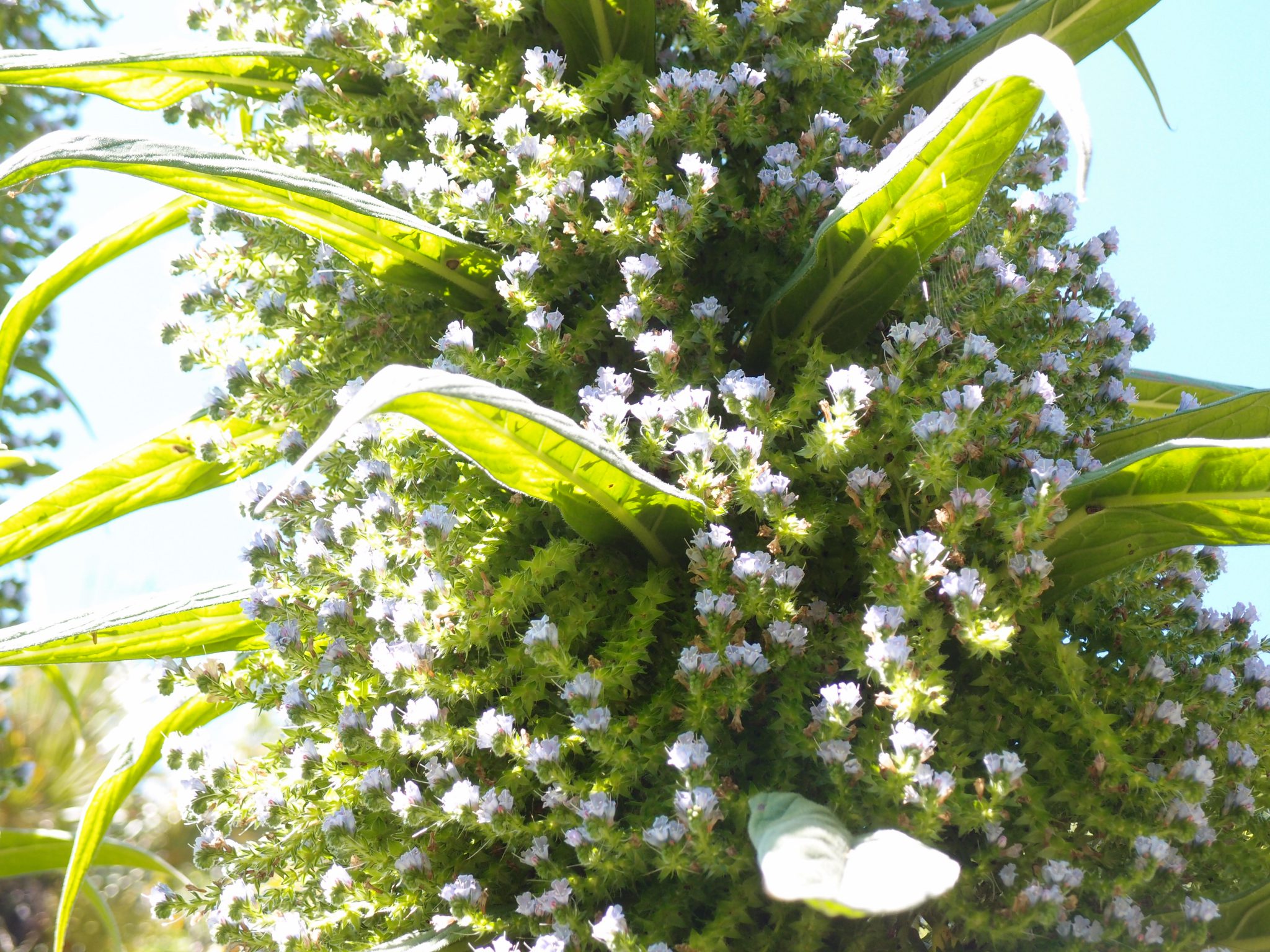 Detail of Tree Echium blossoms