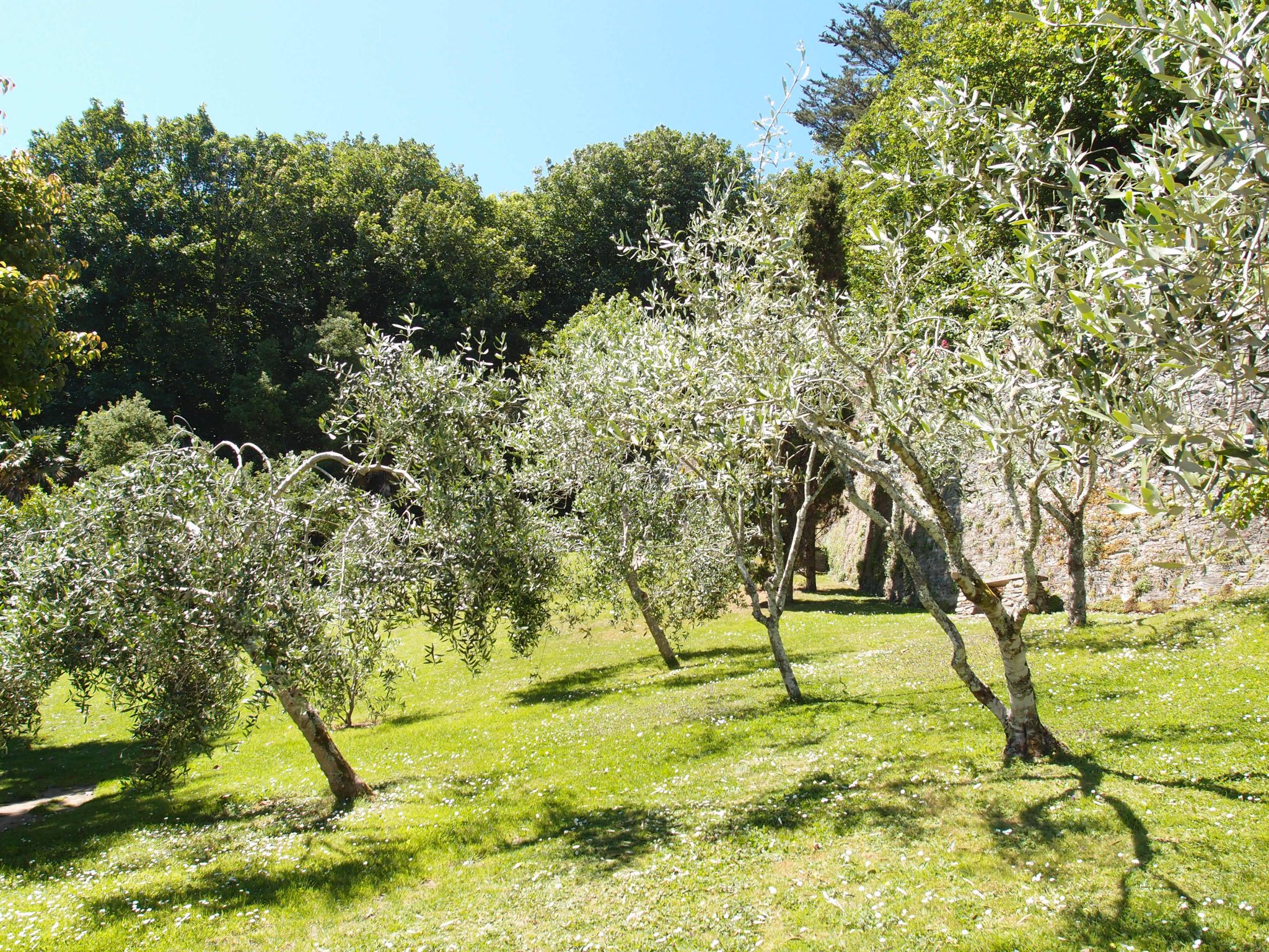 The Olive Grove is planted at the highest point in the Gardens.