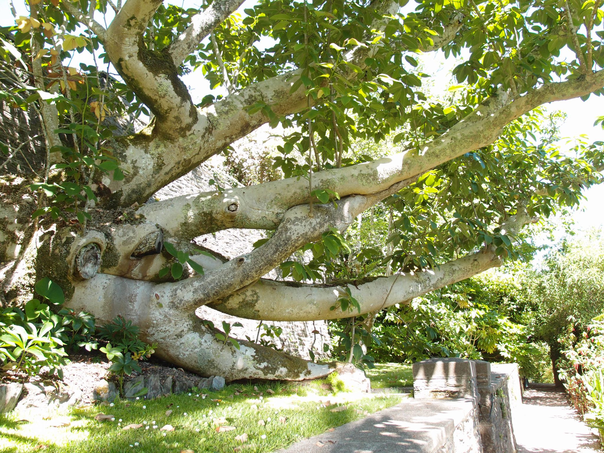  Below the retaining wall of the Statue Garden, a Himilayan Magnolia campbelli grows along the path leading to the Banana Garden. Planted in 1901, the magnolia tipped over in the Winter of 1999 during a heavy rain, but, despite its topsy-turvy situation, the tree continues to show healthy growth. 