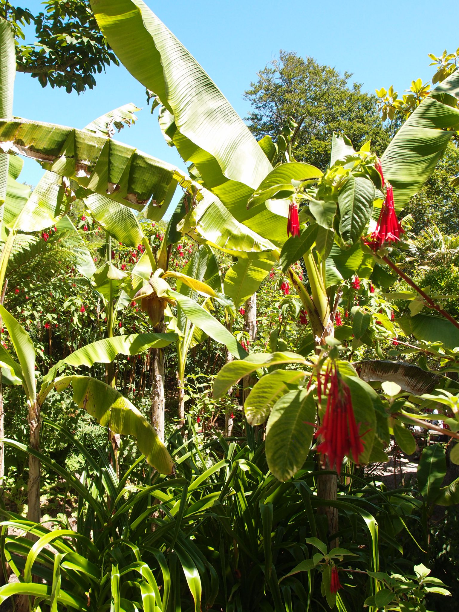In the Banana Garden: the scarlet blossoms of Earring Flowers (Fuchsia boliviana)