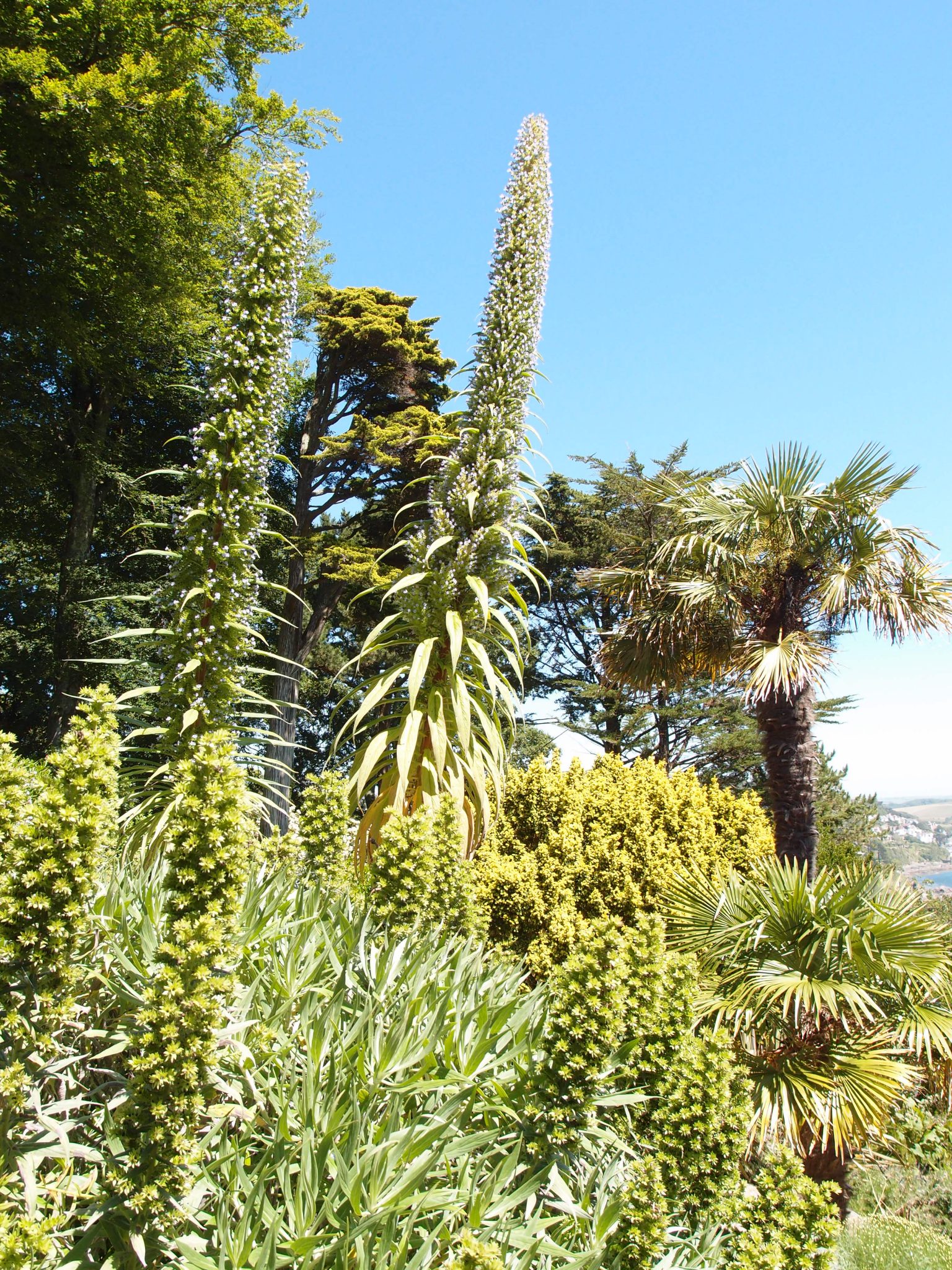 In the Palm Gardens: Tree Echium (also called Tower of Jewels or Echium pininana)