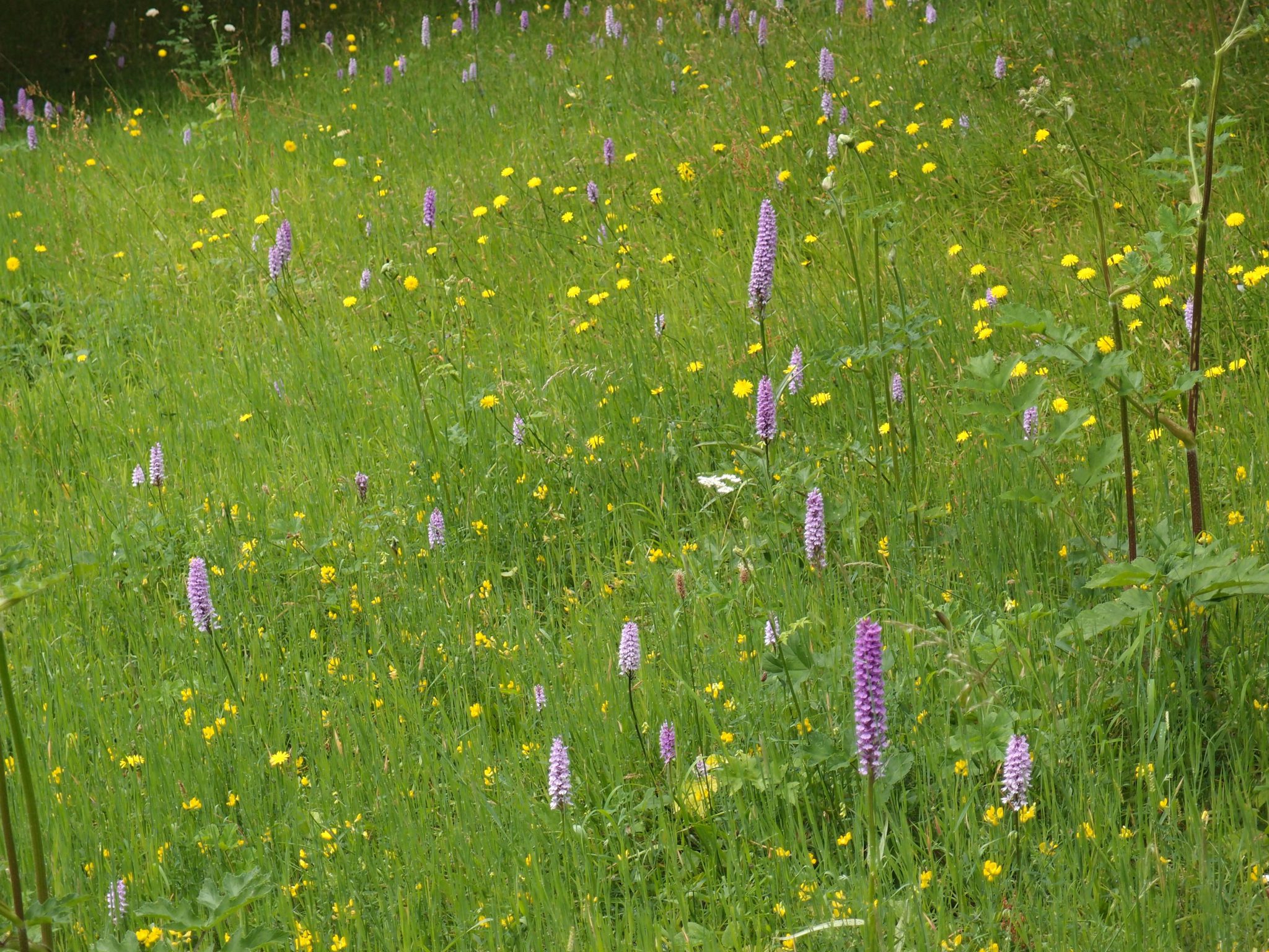 High Meadow, abloom with wild orchids, during my visit in High Summer.