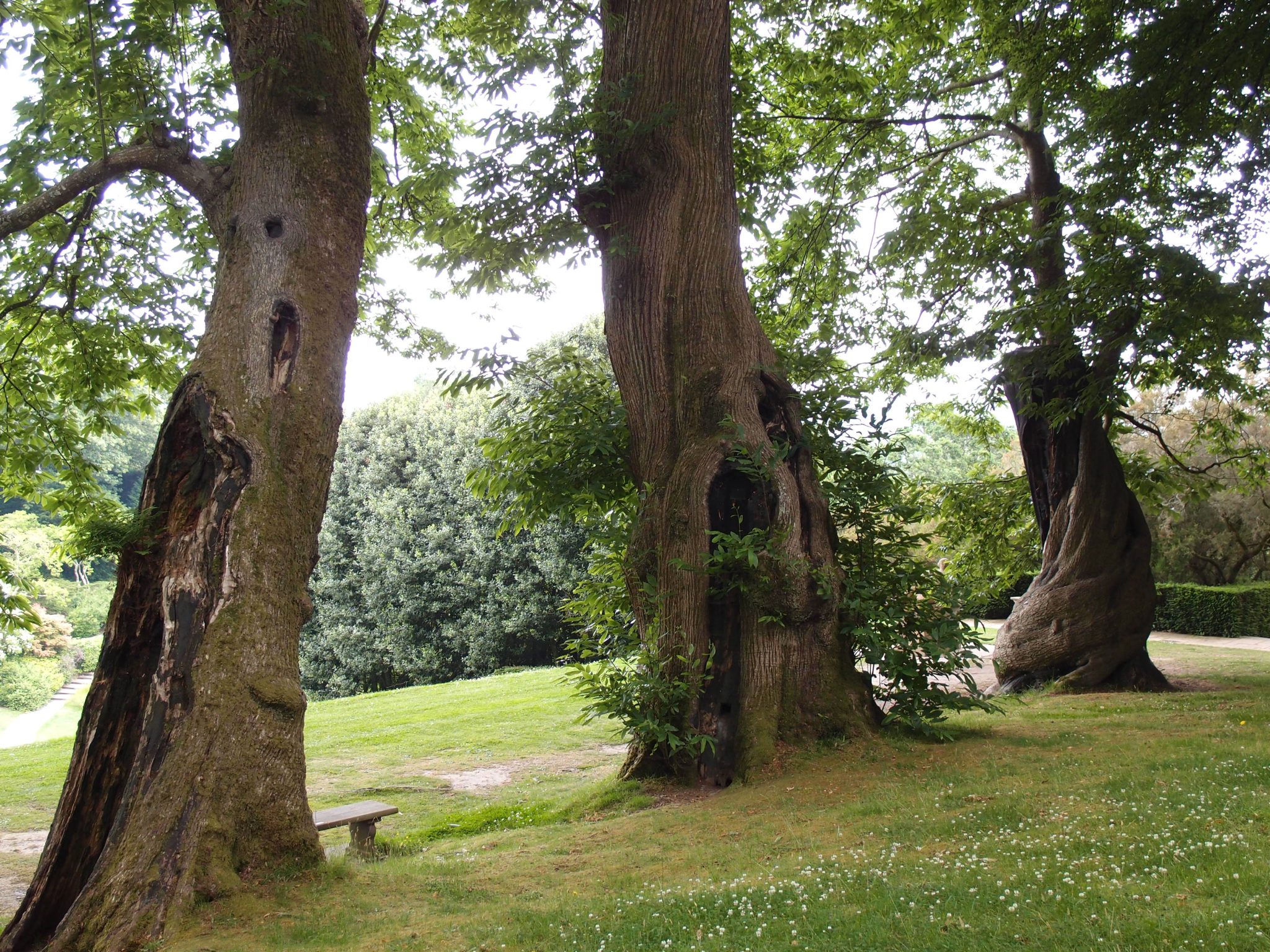 A spectacular cluster of 500-year-old Spanish Chestnut Trees towers over the western edge of the Tiltyard. The Chestnuts are Dartington's most precious specimens, and were planted by the first of the Champernownes, when that family acquired the property.
