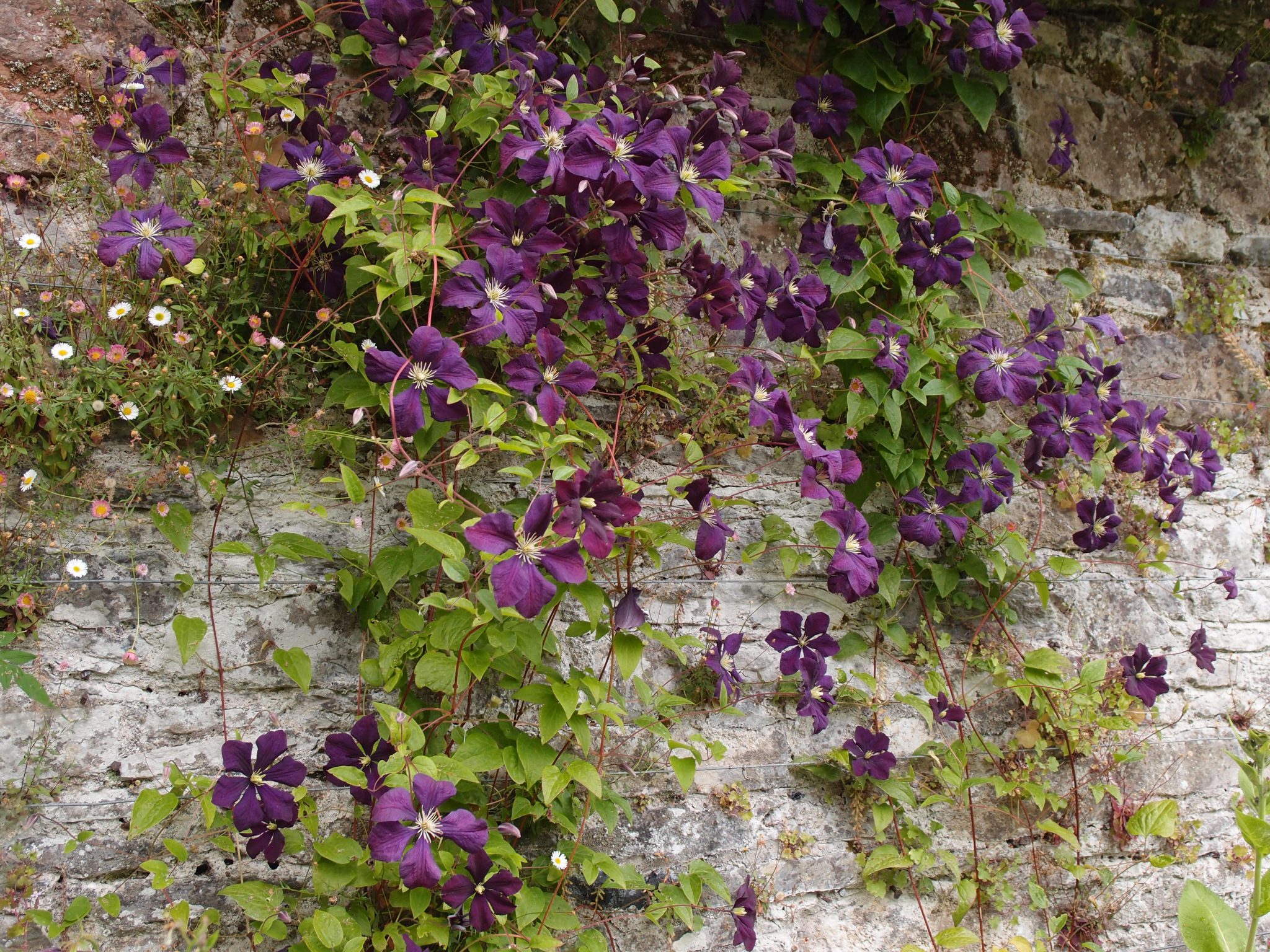Flowers cascade over the Sunny Border's Wall