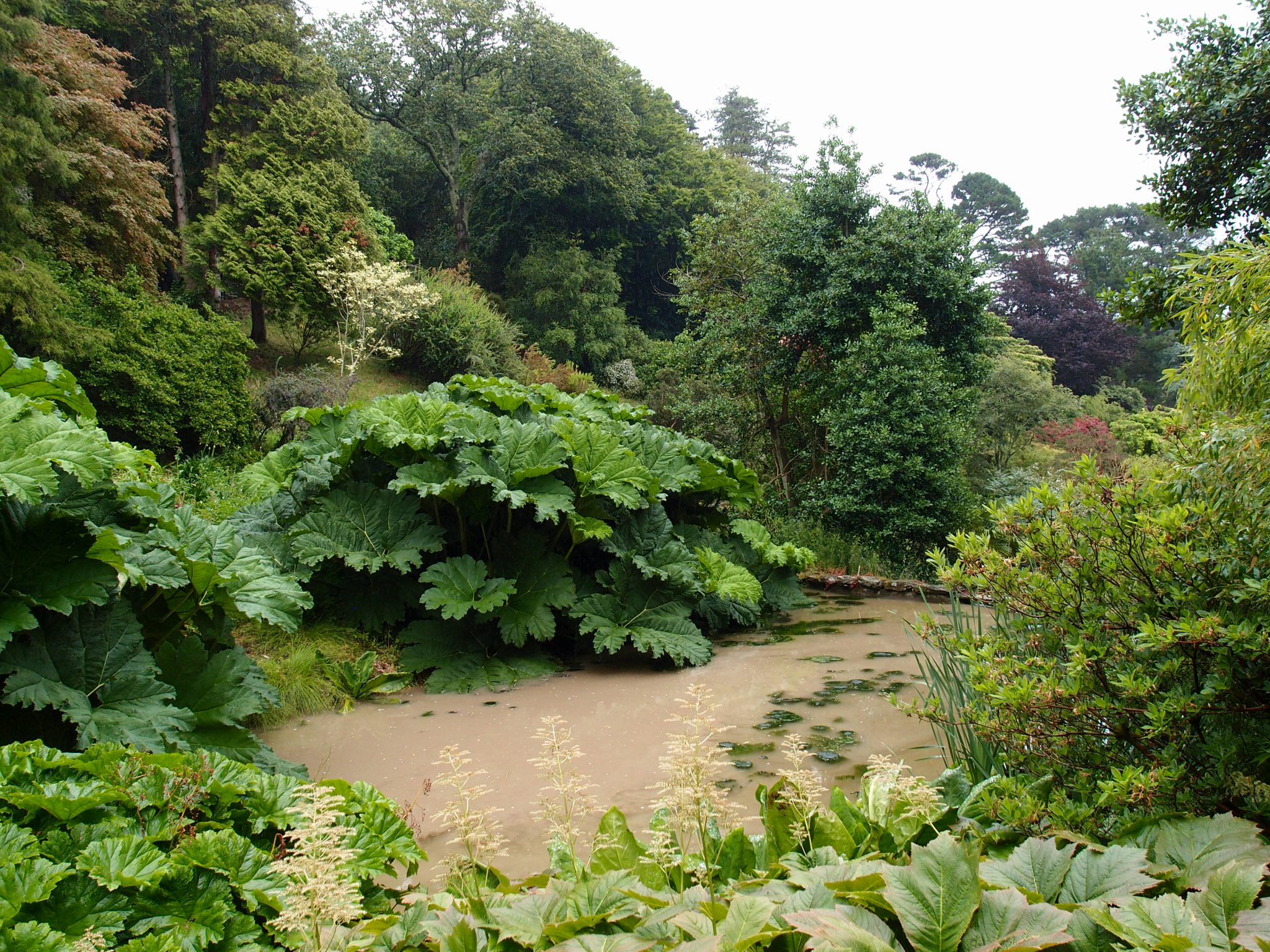 Giant Gunnera plants surround the Lower Pond