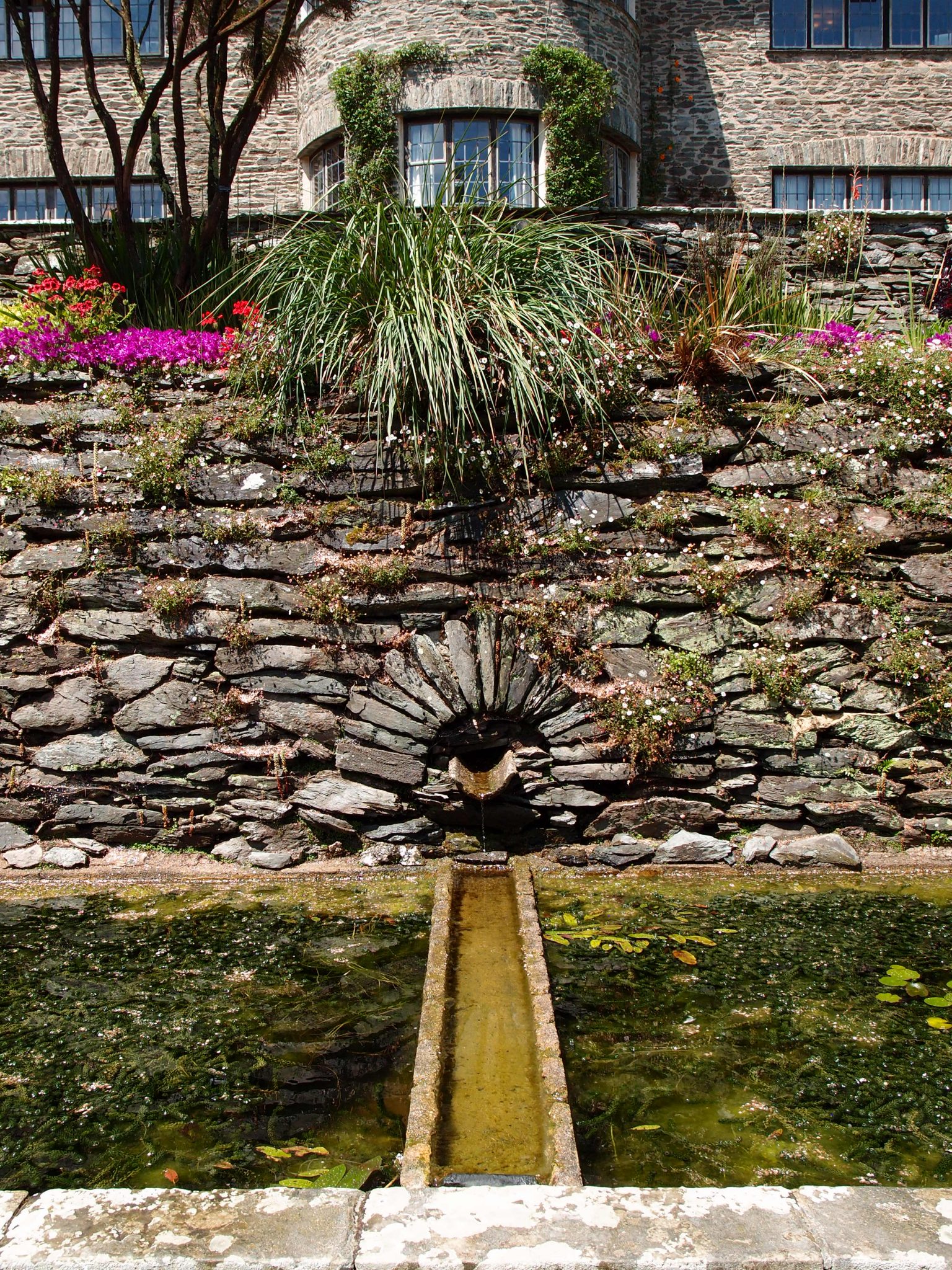 The rectangular pool and fountain on the Lower Terrace (with the Library's Turret wing directly above). The retaining walls of the Lower Terrace are covered with Mexican daisies.