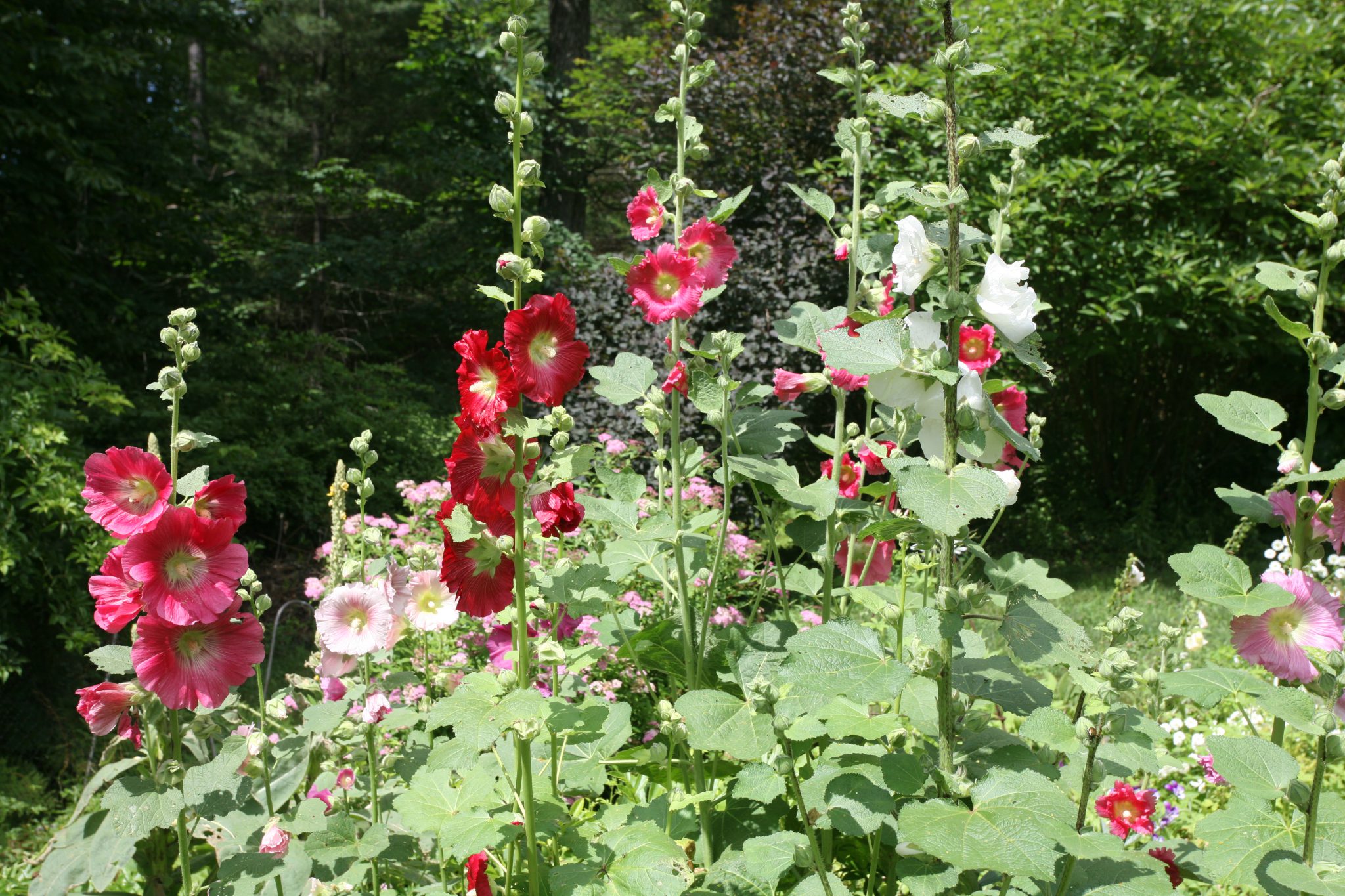 Old-fashioned Hollyhocks, grown from seed