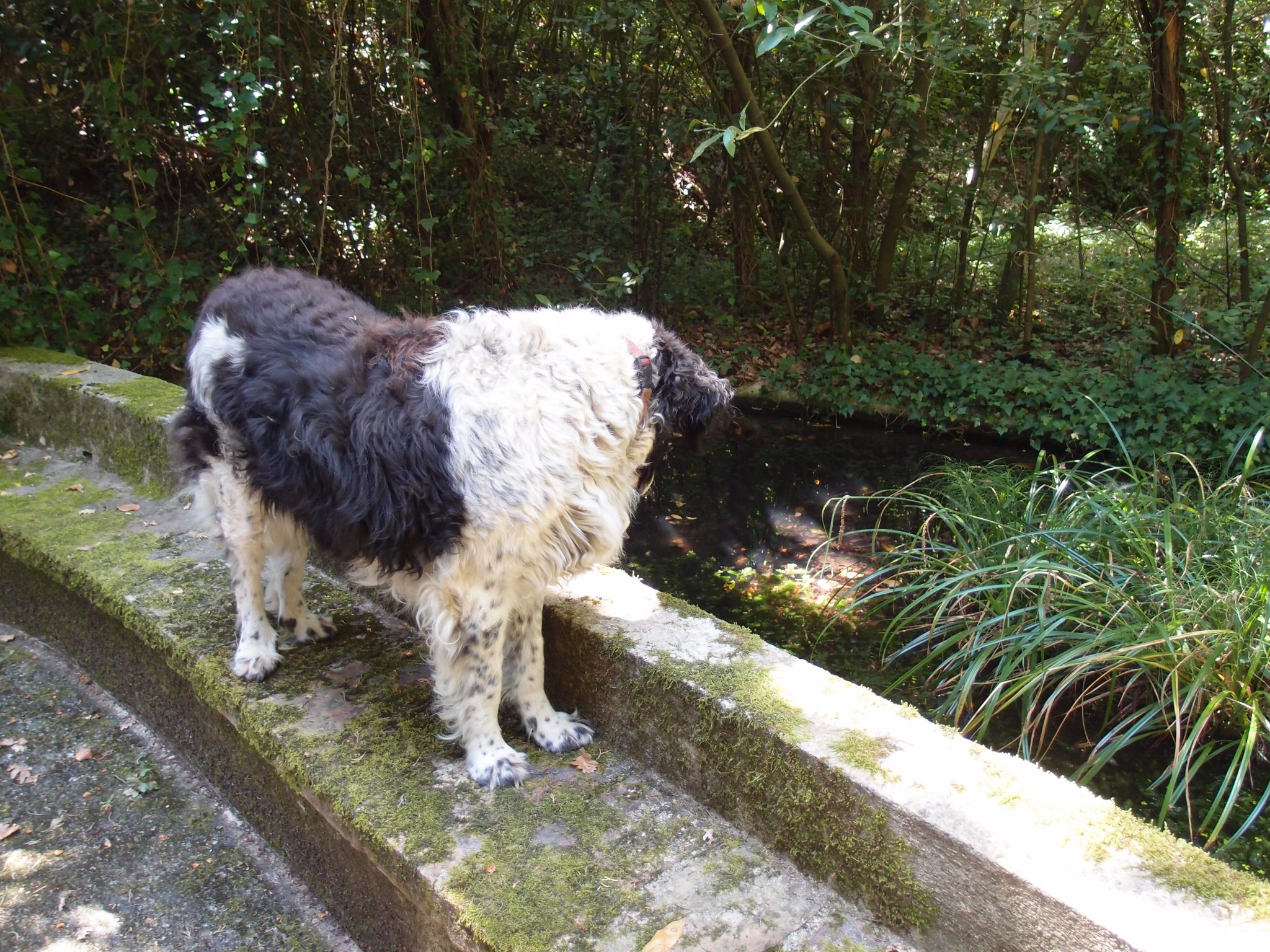Our Lead Dog pauses to sniff some very interesting pond scum.